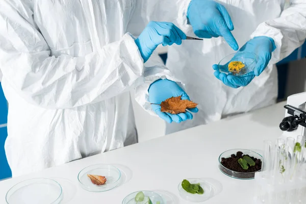 Vista recortada de biólogos apuntando con el dedo a la hoja en el laboratorio - foto de stock