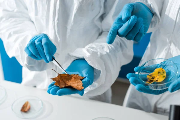 Cropped view of biologists pointing with finger at leaf in lab — Stock Photo