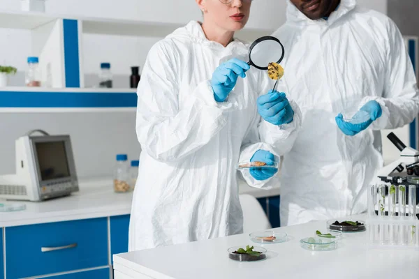 Cropped view of multicultural biologists looking at leaf with magnifying glass — Stock Photo