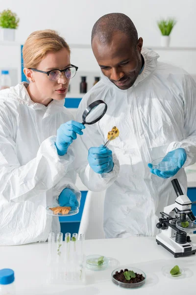 Multicultural biologists looking at leaf with magnifying glass in lab — Stock Photo