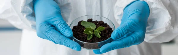 Panoramic shot of biologist in latex gloves holding leaves in lab — Stock Photo