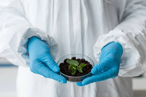 Visão cortada de biólogo em luvas de látex segurando folhas em laboratório — Fotografia de Stock