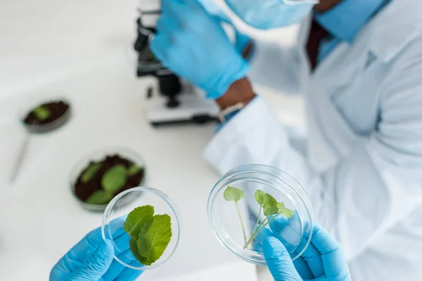 Foyer sélectif du biologiste tenant des feuilles et collègue afro-américain en utilisant le microscope — Photo de stock