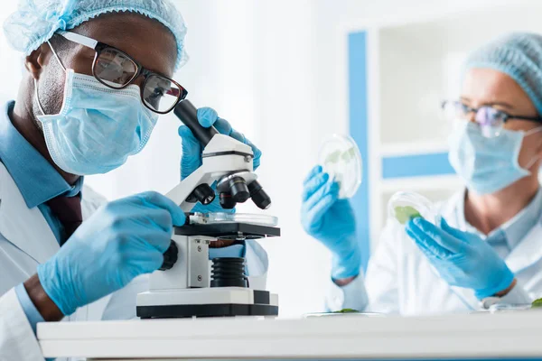 Enfoque selectivo del biólogo afroamericano utilizando microscopio y su colega sosteniendo hojas - foto de stock