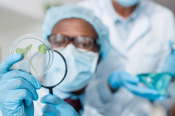 Selective focus of african american biologist looking at leaves with magnifying glass — Stock Photo