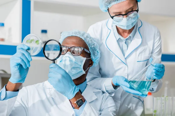 African american biologist looking at leaves with magnifying glass and his colleague doing test — Stock Photo