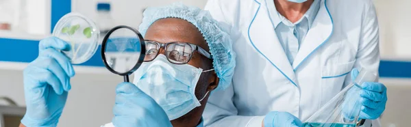 Panoramic shot of african american biologist looking at leaves with magnifying glass and his colleague doing test — Stock Photo