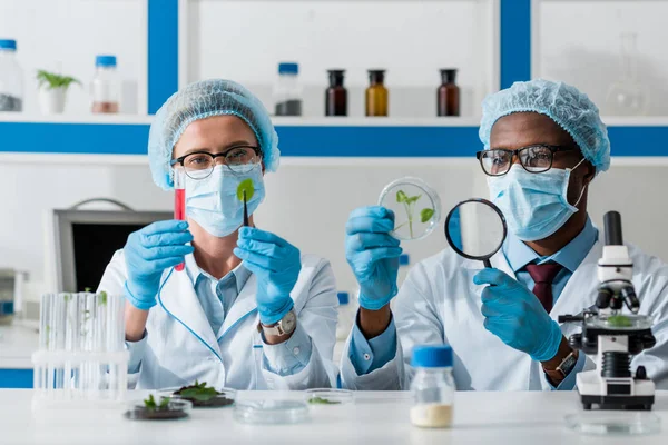 African american biologist looking at leaves with magnifying glass and colleague holding test tube — Stock Photo