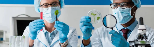 Panoramic shot of african american biologist looking at leaves with magnifying glass and colleague holding test tube — Stock Photo