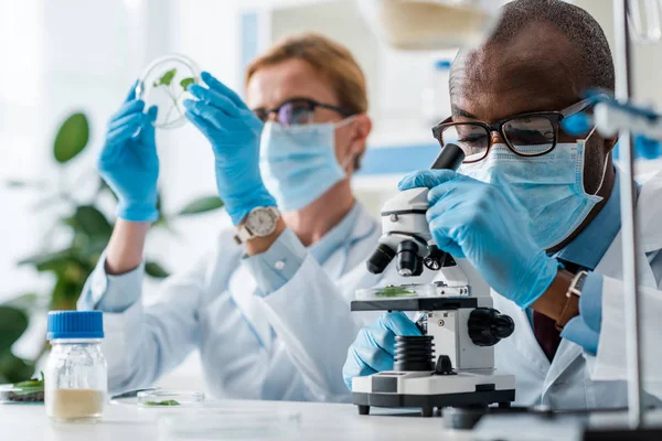 Selektiver Fokus des afrikanisch-amerikanischen Biologen unter dem Mikroskop und seines Kollegen beim Betrachten von Blättern im Hintergrund — Stockfoto