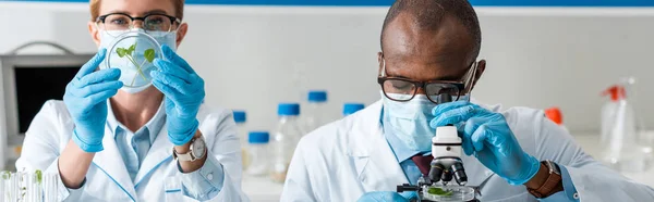 Panoramic shot of african american biologist using microscope and his colleague looking at leaves — Stock Photo