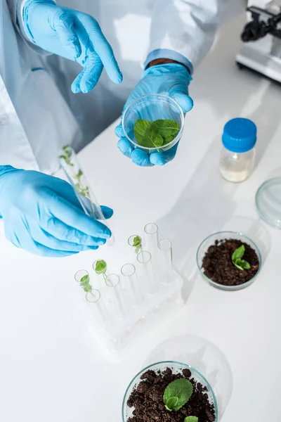 Vista recortada de biólogos multiculturales sosteniendo hojas verdes en el laboratorio - foto de stock