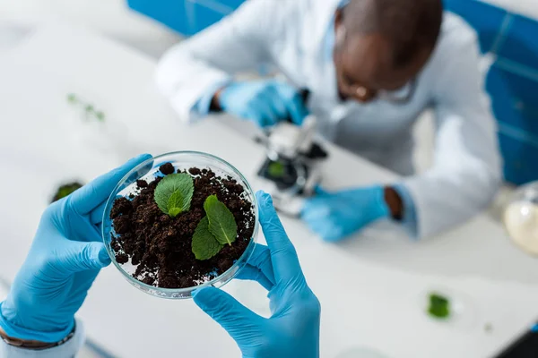 Foco seletivo do biólogo segurando folhas e colega afro-americano usando microscópio — Fotografia de Stock