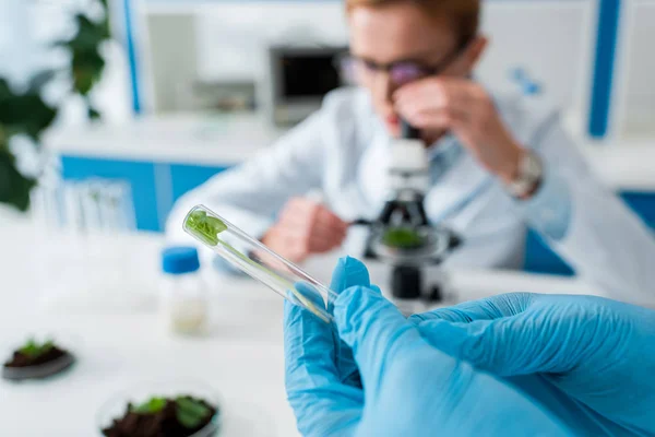 Ausgeschnittene Ansicht eines Biologen, der Reagenzglas mit Blättern hält — Stockfoto