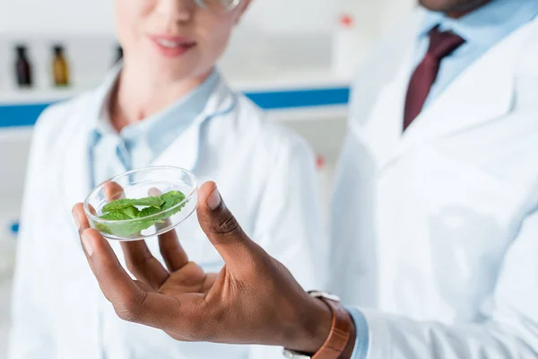 Abgeschnittene Ansicht multikultureller Biologen, die Blätter im Labor betrachten — Stockfoto