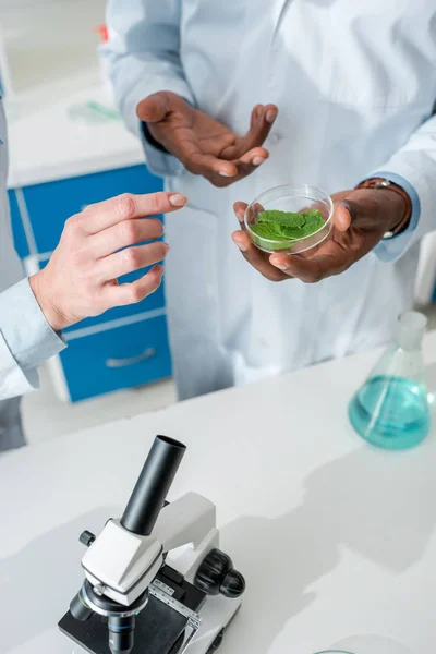 Cropped view of multicultural biologists looking at leaves in lab — Stock Photo