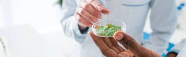 Panoramic shot of multicultural biologists pointing with finger at leaves in lab — Stock Photo