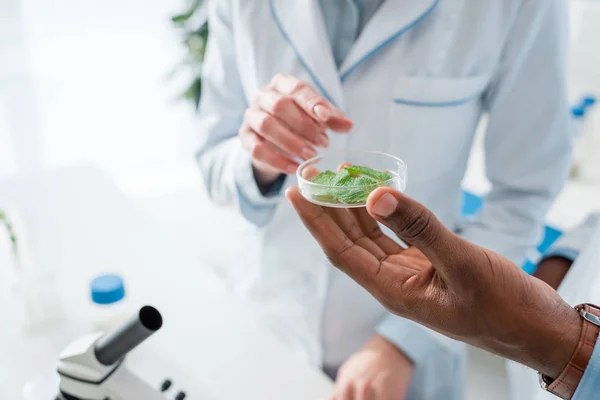 Cropped view of multicultural biologists pointing with finger at leaves in lab — Stock Photo