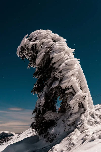 Kiefer mit Schnee bedeckt auf dem Berg gegen dunklen Himmel am Abend — Stockfoto