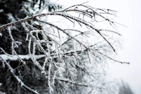 Vista ravvicinata di rami d'albero coperti di neve in inverno — Foto stock