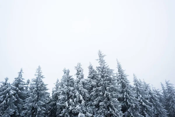 Niedriger Winkel Blick auf Kiefern mit Schnee bedeckt auf weißem Himmel Hintergrund — Stockfoto