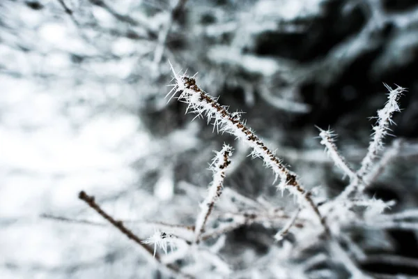 Vista de perto de ramos de árvore cobertos de gelo no inverno — Fotografia de Stock