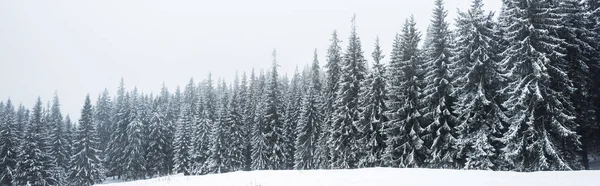 Bosque de pinos cubierto de nieve sobre fondo de cielo blanco, plano panorámico - foto de stock