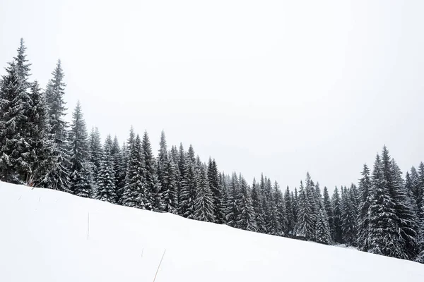 Kiefern Wald mit Schnee bedeckt auf einem Hügel mit weißem Himmel auf dem Hintergrund — Stockfoto