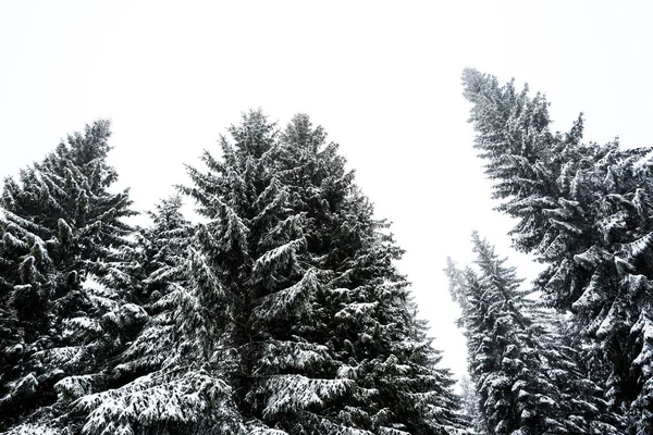 Низкий угол обзора сосен, покрытых снегом на белом фоне неба — стоковое фото