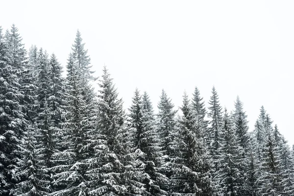 Pini ricoperti di neve su sfondo cielo bianco — Foto stock