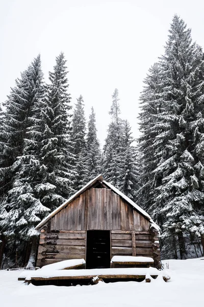 Casa de madeira velha perto de pinheiros floresta coberta de neve com céu branco no fundo — Fotografia de Stock