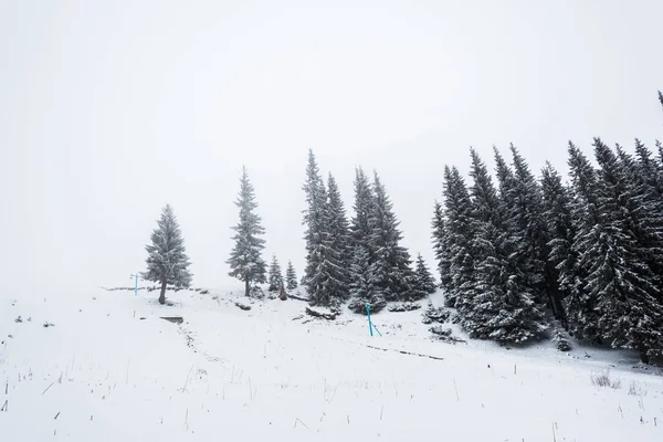 Bosque de pinos cubierto de nieve en la colina con el cielo blanco en el fondo - foto de stock