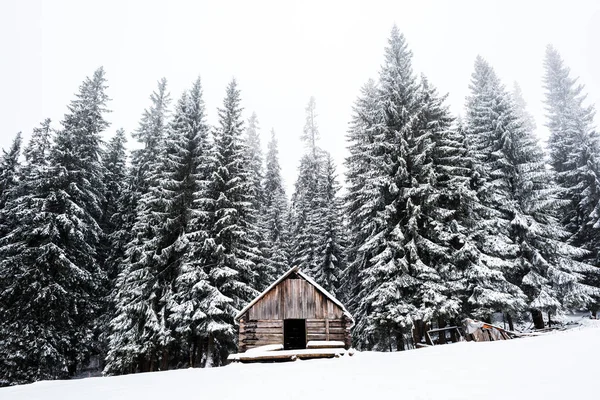 Velha casa de madeira perto de pinheiros floresta coberta de neve na colina com céu branco no fundo — Fotografia de Stock