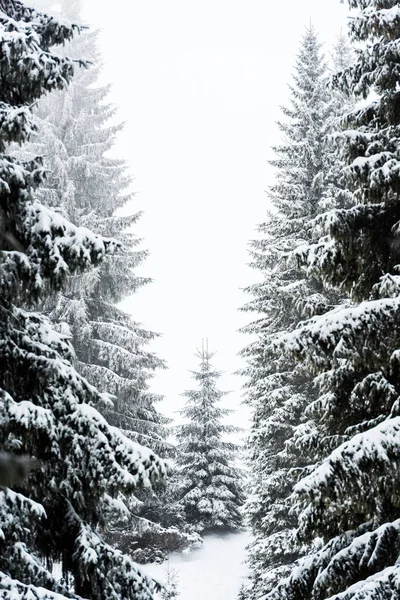 Pine trees covered with snow on white sky background — Stock Photo