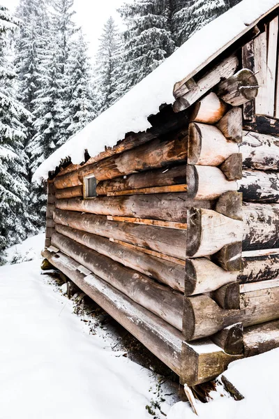 Close up view of old wooden house near pine trees forest covered with snow — Stock Photo