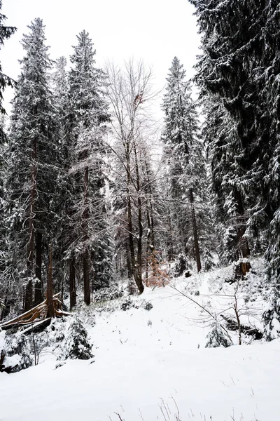 Bosque de pinos cubierto de nieve en la colina con el cielo blanco en el fondo - foto de stock