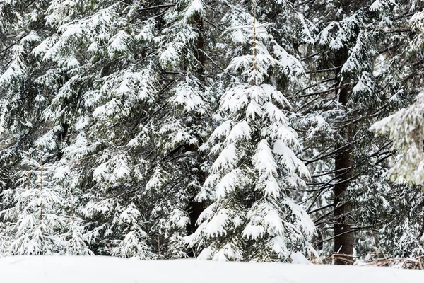 Pins couverts de neige dans la forêt d'hiver — Photo de stock