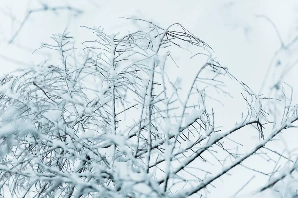 Close up view of tree branches covered with snow — Stock Photo