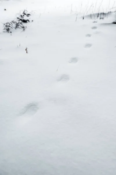 Footsteps on white pure snow in mountains — Stock Photo