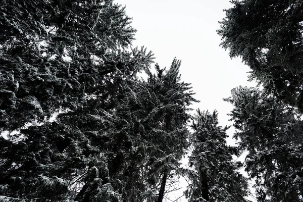 Vista inferior de pinos cubiertos de nieve con cielo blanco puro sobre fondo - foto de stock
