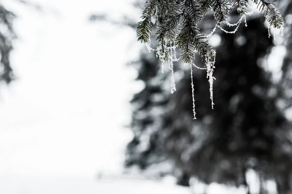Vue rapprochée des branches d'épinette congelées couvertes de givre — Photo de stock