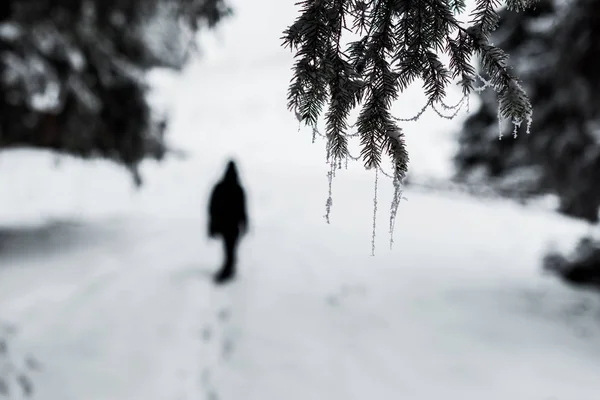 Selektiver Fokus gefrorener Fichtenzweige mit Frost und Silhouette des Reisenden — Stockfoto