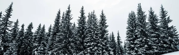 Vue panoramique sur la forêt de pins avec de grands arbres couverts de neige sur la colline, vue panoramique — Photo de stock