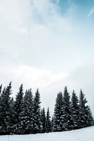 Vista panorâmica da floresta de pinheiros com árvores altas cobertas de neve na colina — Fotografia de Stock