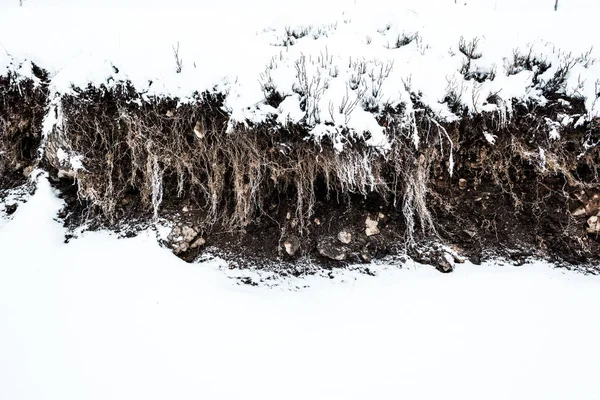 Radici, terra e sassi sotto neve candida — Foto stock