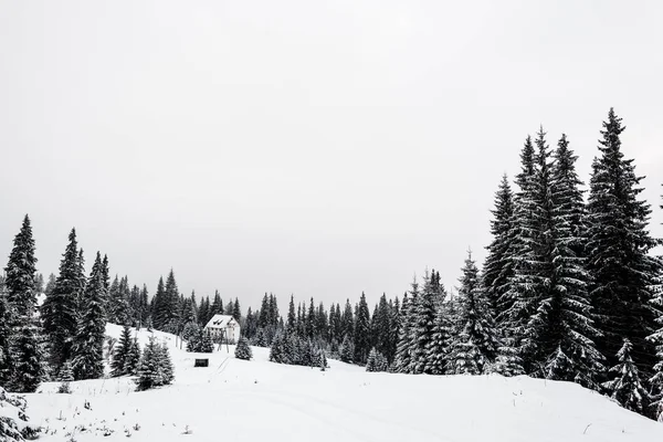 Pequena casa em montanhas nevadas com floresta de pinheiros — Fotografia de Stock