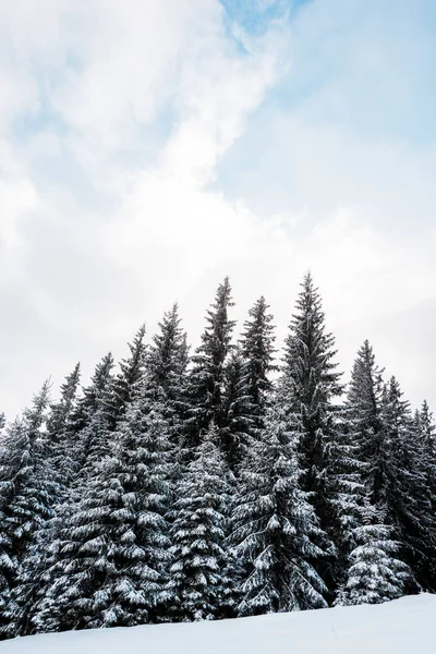 Vista a basso angolo di pineta con alberi alti ricoperti di neve in collina — Foto stock