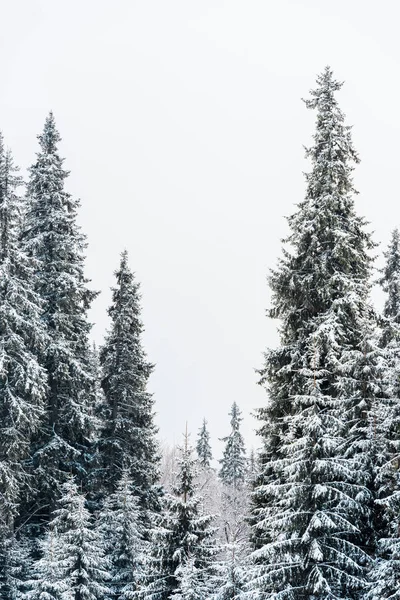 Vista panorâmica da floresta de pinheiros com árvores altas cobertas de neve — Fotografia de Stock