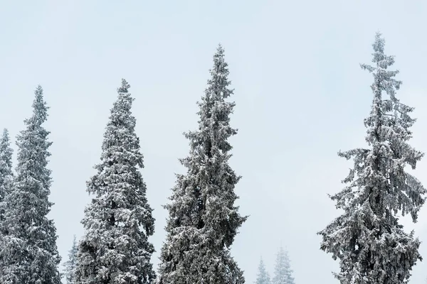 Vista panorâmica da floresta de pinheiros com árvores altas cobertas de neve — Fotografia de Stock