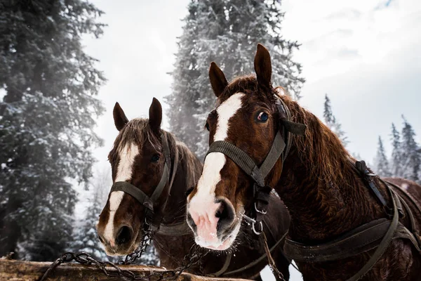Horses with horse harness in snowy mountains with pine trees — Stock Photo